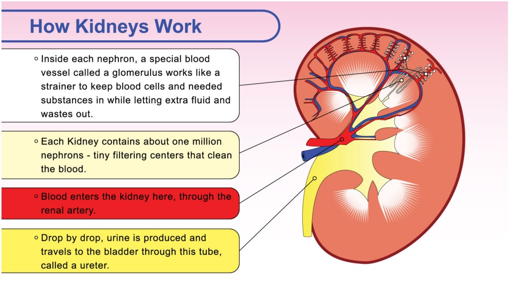 about-your-kidneys-new-mexico-kidney-foundation